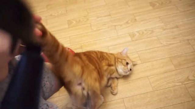 Как понять что у котенка рахит? смотреть онлайн