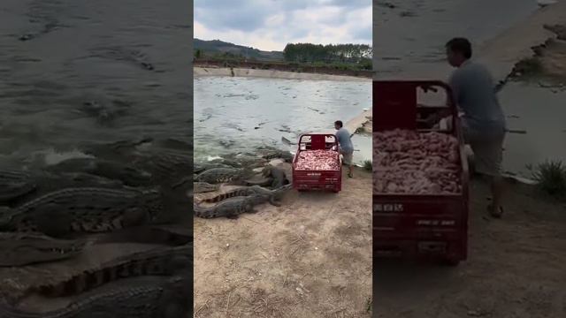 Любимая работа, главное лопату не терять🐊 смотреть онлайн