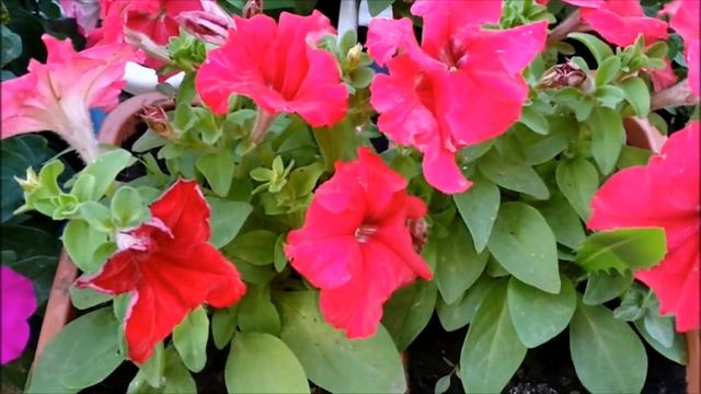 ПОДКОРМКА ПЕТУНИИ СЕКРЕТЫ ПЫШНОГО ЦВЕТЕНИЯ смотреть онлайн