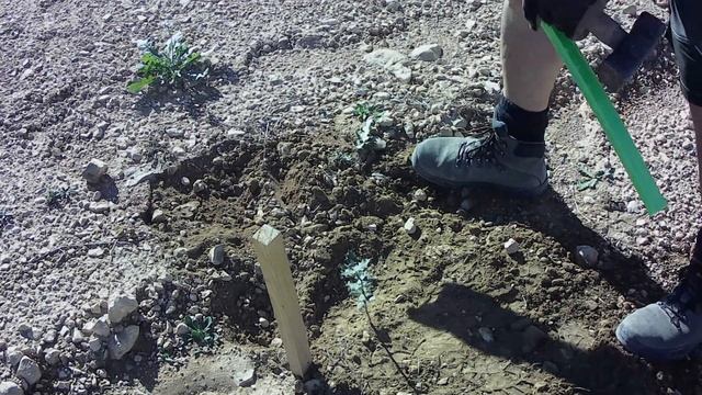 Plantando carrasca inoculada con espora de tuber melanosporum. Trufa negra смотреть онлайн
