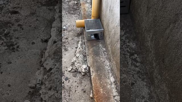 Дератизация при помощи живоловок смотреть онлайн