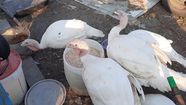 индейка биг 6 и хайбрид смотреть онлайн