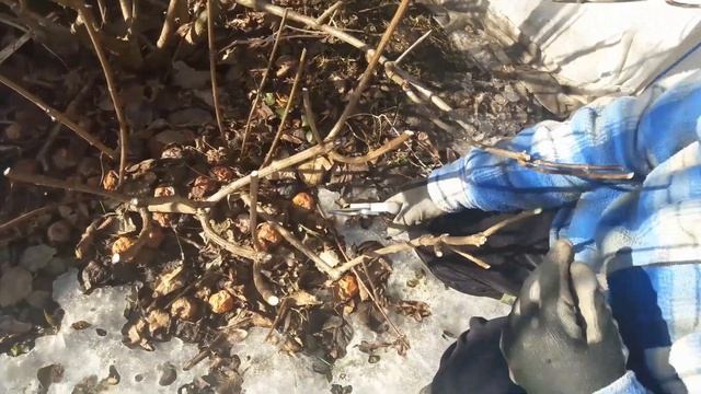 #обрезкаметельчатойгортензии# 3 формы метельчатой гортензии: Г- дерево, Г- куст, Г- пирамида!