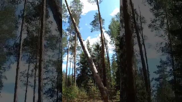 Эпичное падение дерева смотреть онлайн