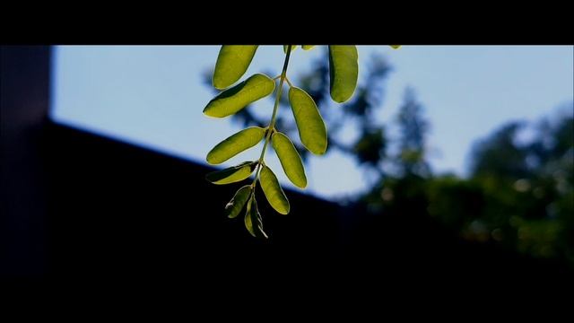 Canon 200D Mark II Cinematic Video | Camera Quality Test смотреть онлайн