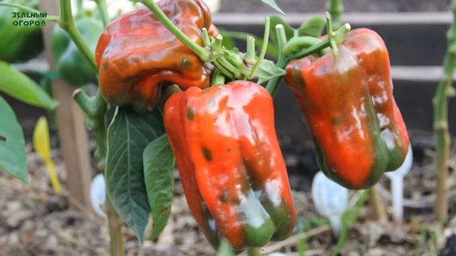 Выбираем СЛАДКИЕ и УРОЖАЙНЫЕ сорта ПЕРЦА! Советы от ЗЕЛЕНОГО ОГОРОДА! смотреть онлайн