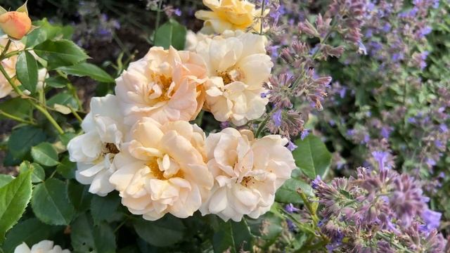 ? Cream Veranda Rose | Kordes смотреть онлайн