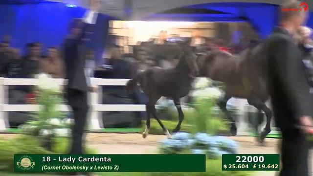 Filly by Cornet Obolensky x Levisto Z x Capitol I