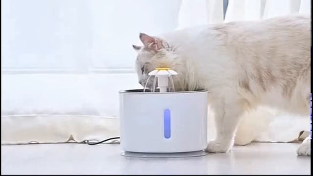 dog and cats winning products 2022 ??? смотреть онлайн