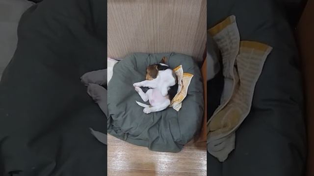 Бигль Джесика,2 месяца,смешно спит. смотреть онлайн