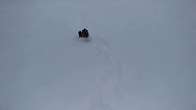 Собака снегоход. смотреть онлайн