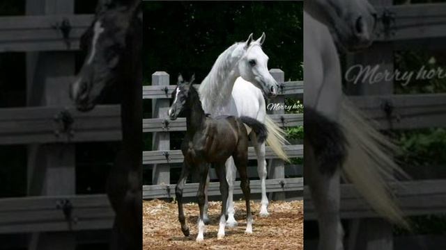 Лошади... 24...31 августа - День лошади... смотреть онлайн