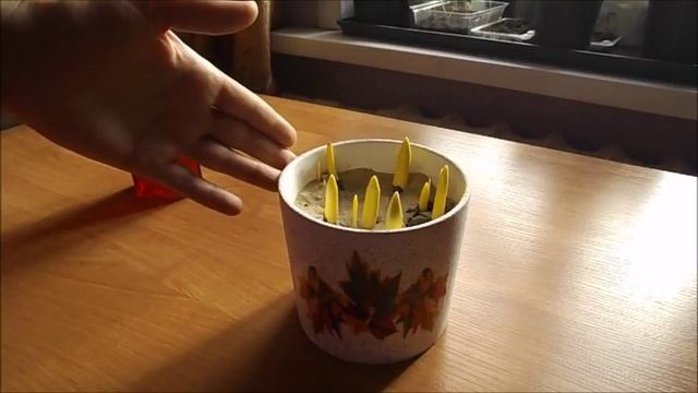 Выгонка тюльпанов к 8 Марта Часть 2 смотреть онлайн