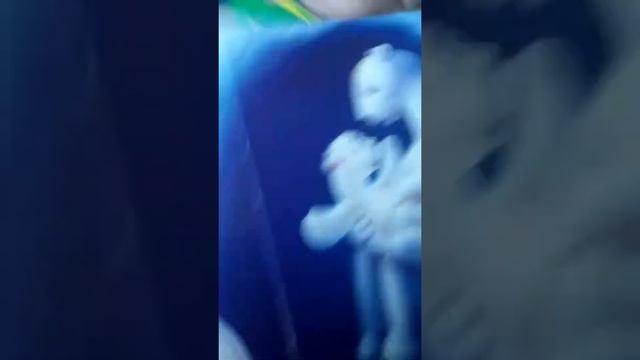 Сказки