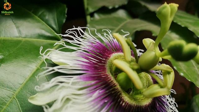 Опыления маракуйи Эдулис. Мой метод. смотреть онлайн