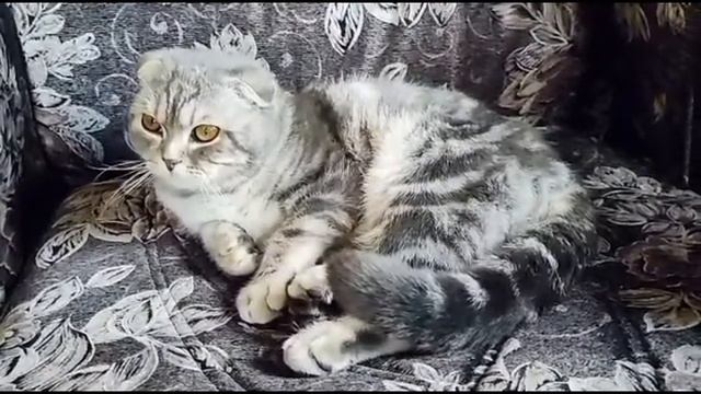 шотландский кот смотреть онлайн