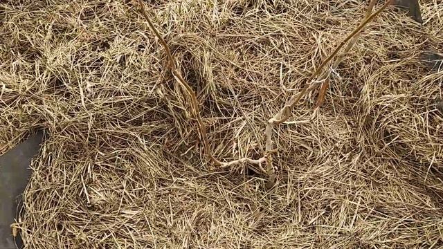 Цветение-пыление фундуков Ивантеевской селекции в средней полосе (Татарстан). Часть 1. смотреть онлайн