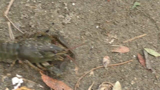 Старая, забытая снасть на карпа. My fishing смотреть онлайн