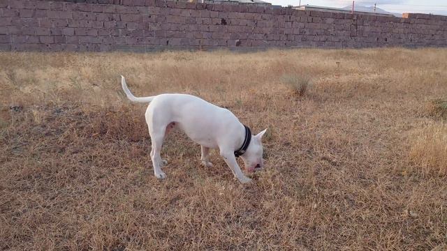 Снап Бультерьер Нашёл себе косточку и развлекатся 🍖 смотреть онлайн