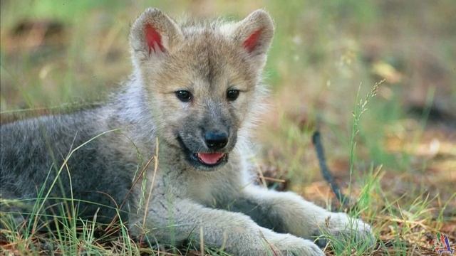 ВОЛЧИЦА выла и скулила под окном - я понял, что она пришла за щенком, которого принёс внук смотреть онлайн