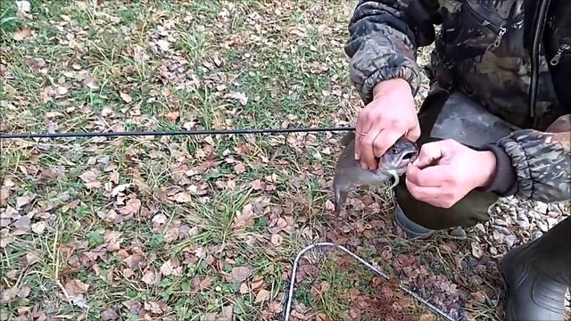 Форель и осетр на нижнем. Клёвое место.