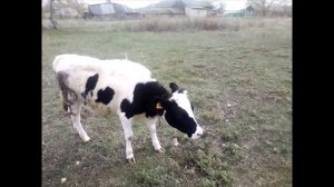 Годовалые телки черно-пестрой породы. #животноводство#крс