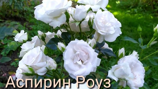 Розы Флорибунда.Топ 10 сортов.?Лето 2019 г. смотреть онлайн