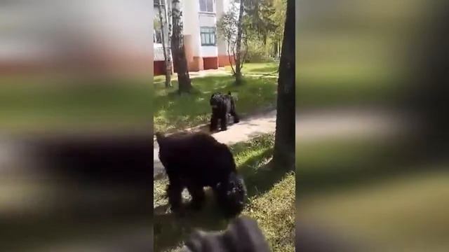 Питомник РЧТ "Отважный Воин" смотреть онлайн