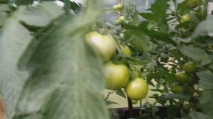 ОБЗОР СОРТА ТОМАТ ИНТУИЦИЯ.