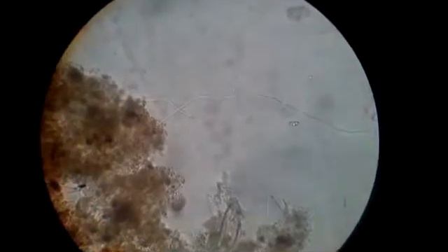 обитатели активного ила 3