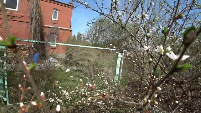 Уральский сад в цвету смотреть онлайн