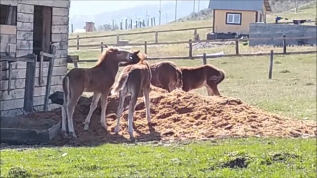 КАК Жеребята играют Маленькие лошадки смотреть онлайн
