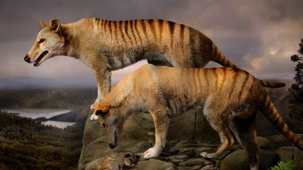 Вымершие животные за последние 500 лет. Их уже не вернуть... смотреть онлайн