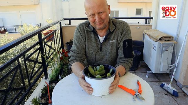 Πολλαπλασιασμός κράσσουλας: Το φυτό που φέρνει γούρι και καλοτυχία смотреть онлайн