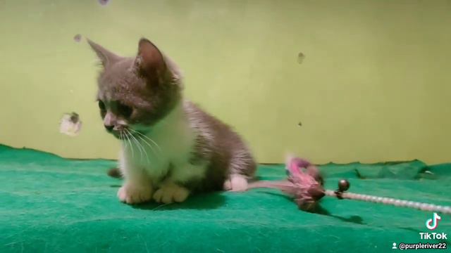 munchkin male blue white 2.5hln смотреть онлайн