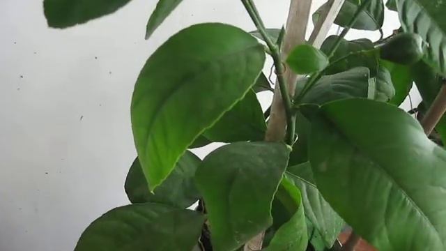 Лимон Павловский или Киевский смотреть онлайн