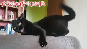 Приколы с котами! С ОЗВУЧКОЙ! Смешные коты и кошки! Смешное видео с животными!