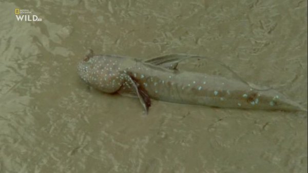 Необычная природа экватора / Equator's Wild Secrets Серия 4 Царство кораллов