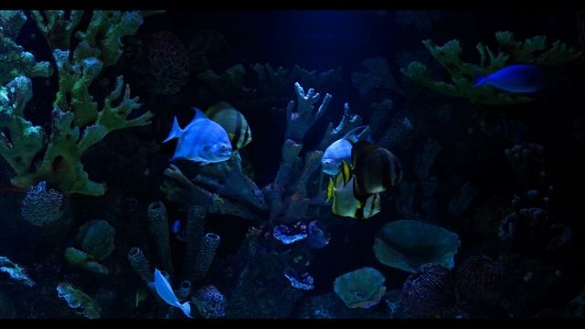 Sleeping Music~Relax Music~Meditation~Music relaxing~Музыка для медитации и йоги~Музыка для сна смотреть онлайн