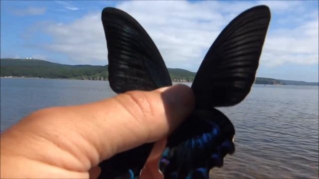 Парусник Маака / Papilio maackii Menetries Я наблюдаю Черного махаона. смотреть онлайн