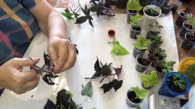 Размножаем Ипомею-Батат смотреть онлайн