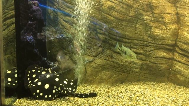 Экзотические рыбки. Новосибирский зоопарк.Exotic fish. Novosibirsk Zoo. смотреть онлайн