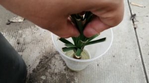 Нолина: экспериментальная обрезка, первые итоги