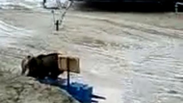 ПИСТУНЫ.mp4 смотреть онлайн
