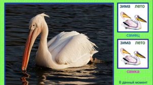 Пеликан. Голоса птиц