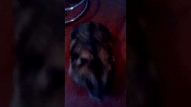 Выгуливаю хомяков! смотреть онлайн