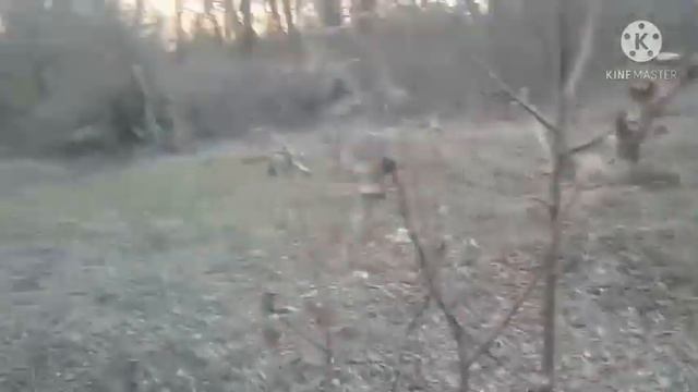 Как быстро и просто посодить деревья. И обзор моего мини сада. смотреть онлайн