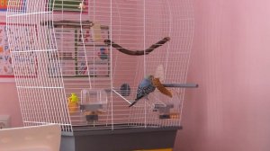 Первый раз выпускаем попугая из клетки после покупки /первый полет / Волнистый попугайчик Сема