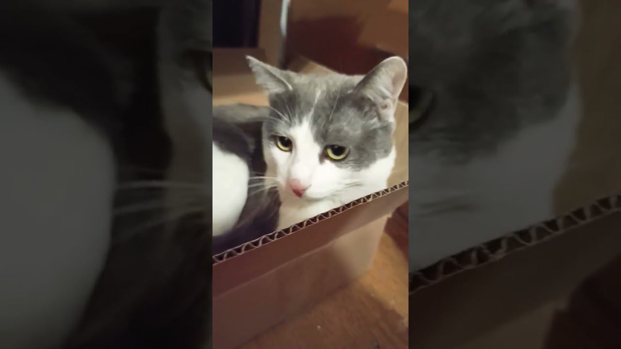 Коробка или 200 тыс рублей!? #кот #мурзик #коробка #подарок #питомец #тысяч смотреть онлайн