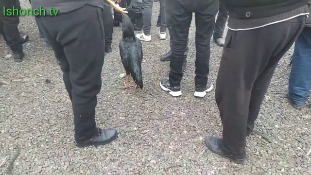 шахрихон паранда бозор дахшад болди🐓🐔🐣🦃🦆👍 5 февраля 2022 г.